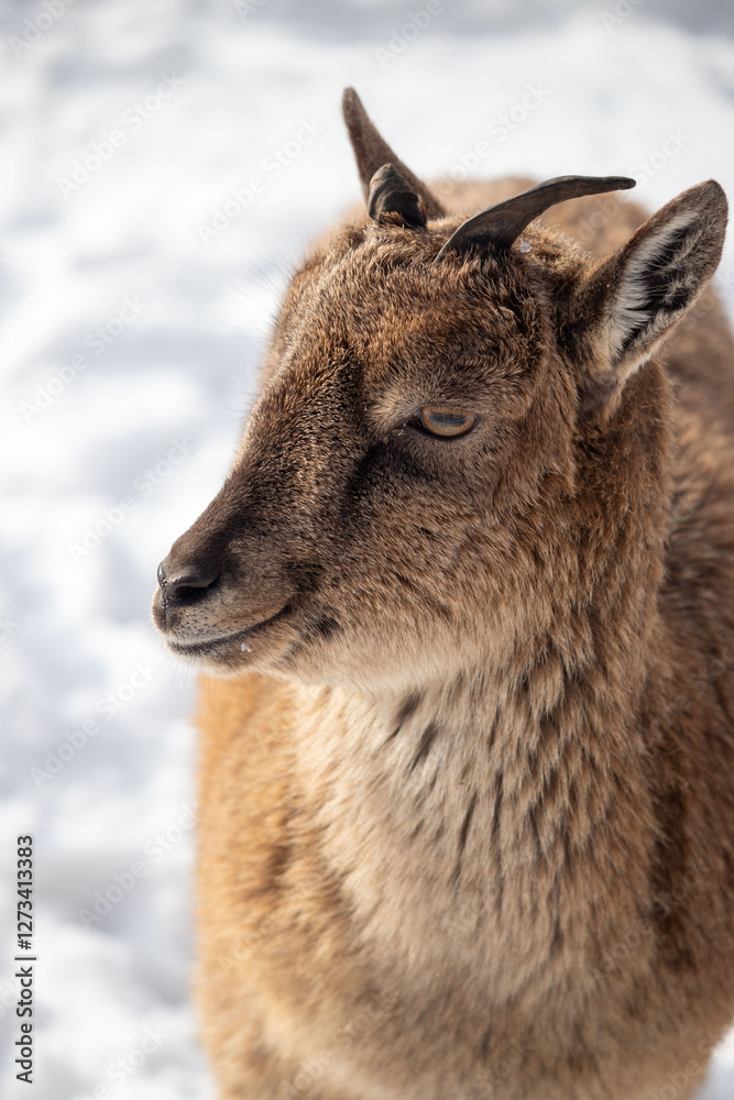 A goat with a brown face and brown hair is standing in the snow A goat with a brown face and brown hair is standing in the snow