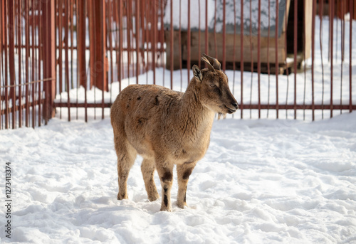 A goat is standing in the snow in front of a fence photo