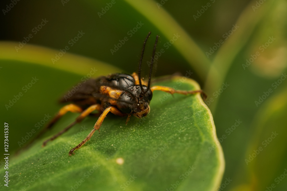 Tree Fly in Detail on Vibrant Green Leaf Tree Fly in Detail on Vibrant Green Leaf