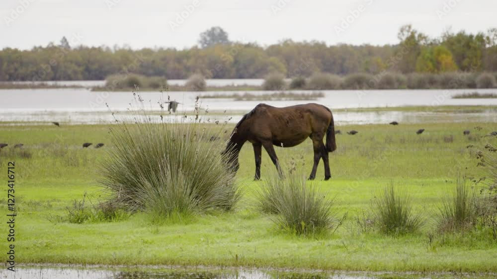 Wild horse grazing in green meadow, static view Wild horse grazing in green meadow, static view