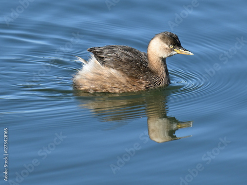 Little Grebe カイツブリ photo