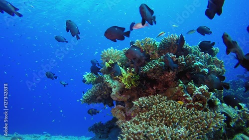 Wallpaper Mural Underwater Background Tropical View. Underwater tropical colourful soft-hard corals seascape. Underwater fish reef marine. Tropical colourful underwater seascape. Torontodigital.ca