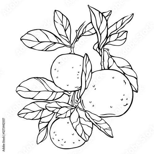 Tangerines on a branch with leaves. Vector hand-drawn illustration. For prints, textiles, stickers, gift wrapping.