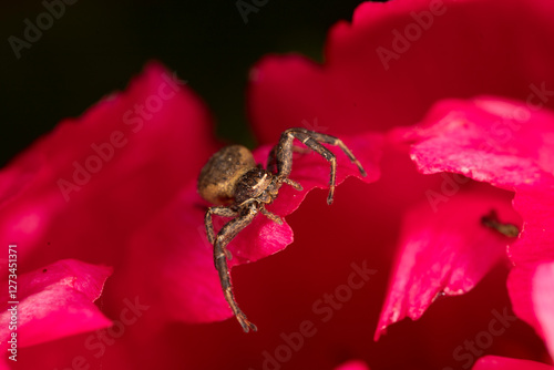 Brown crab spider on a red flower