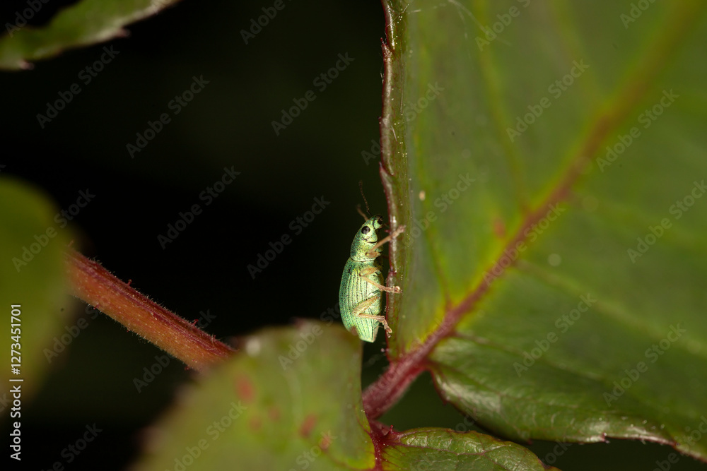 Weevil on a leaf Weevil on a leaf