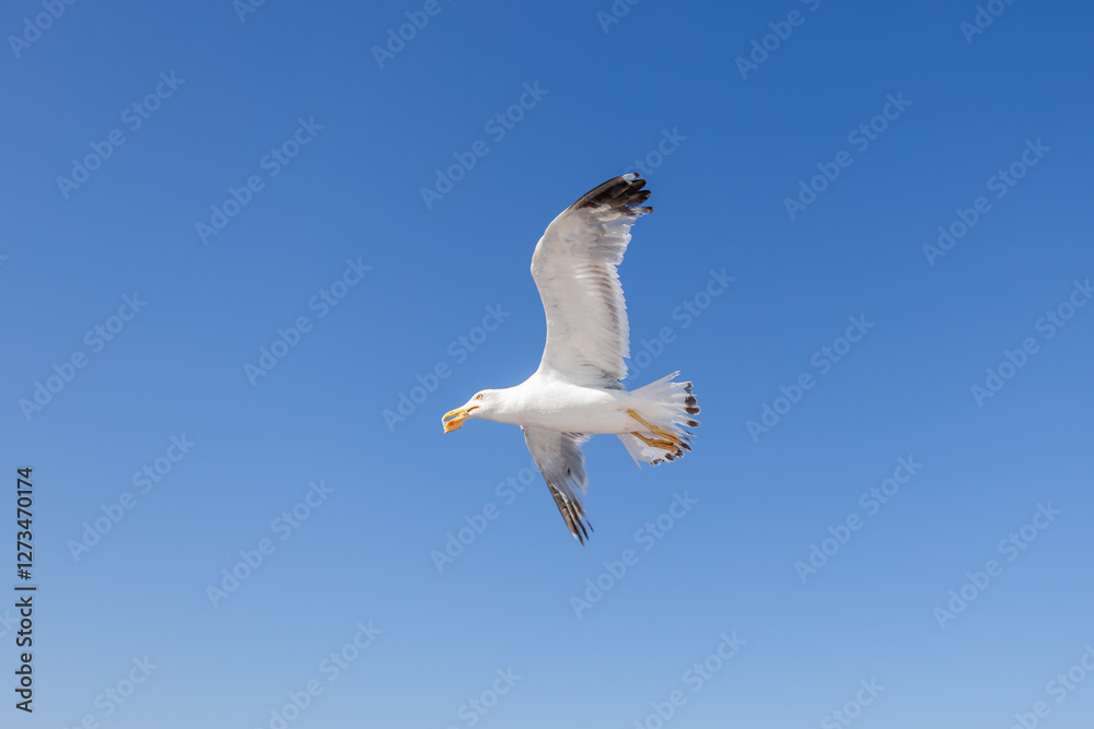 Fototapeta premium Majestic seagull glides gracefully through the air, wings spread wide against a bright blue sky.