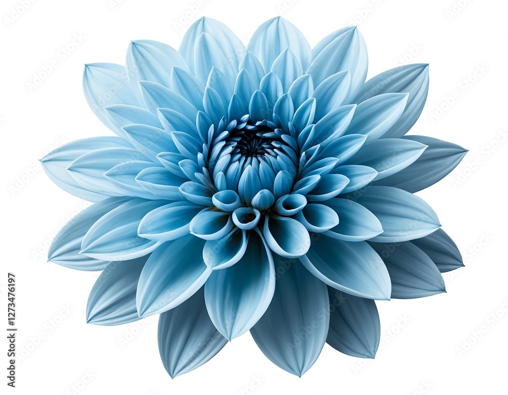 Fototapeta premium Blue Dahlia Flower, Isolated on White