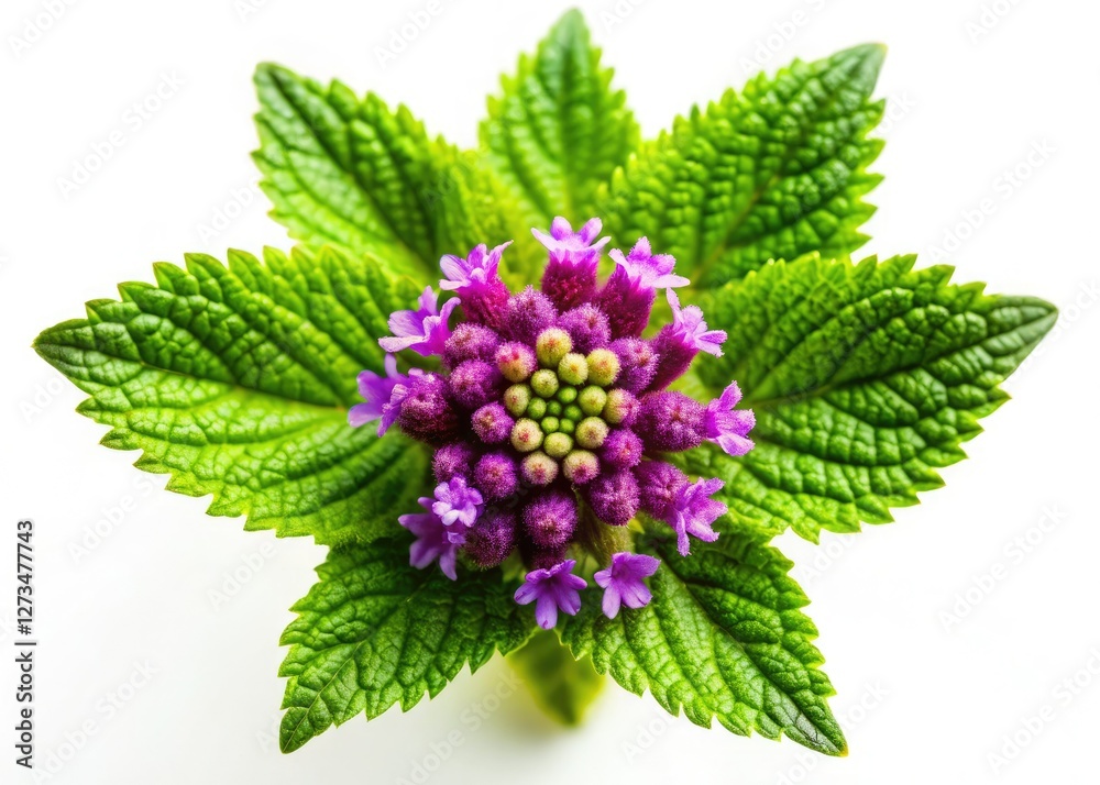 High-resolution aerial drone shot of vervain, isolated on a pure white background. High-resolution aerial drone shot of vervain, isolated on a pure white background.