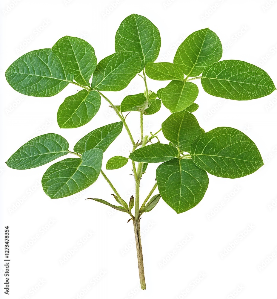 Fototapeta premium Lush Green Leaves of a Healthy Plant on a White Background Showcasing Nature's Vibrancy