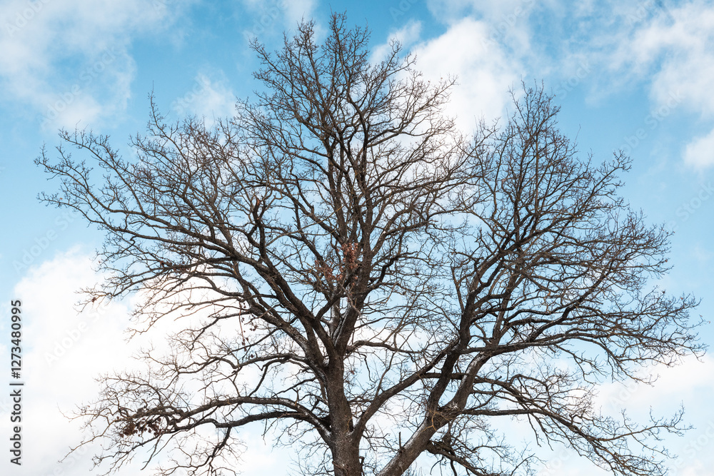 Beautiful crown of a tree without leaves against the blue sky in winter. Beautiful crown of a tree without leaves against the blue sky in winter.