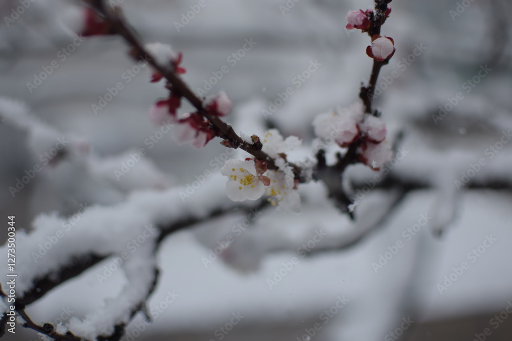 Macro of Blooming Apricot Branch Covered in Snow – Winter Meets Spring in Soft Gray Tones Macro of Blooming Apricot Branch Covered in Snow – Winter Meets Spring in Soft Gray Tones