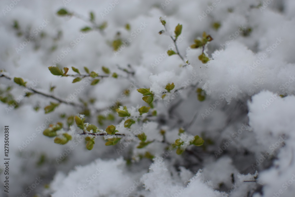 Macro of Blooming Apricot Branch Covered in Snow – Winter Meets Spring in Soft Gray Tones Macro of Blooming Apricot Branch Covered in Snow – Winter Meets Spring in Soft Gray Tones