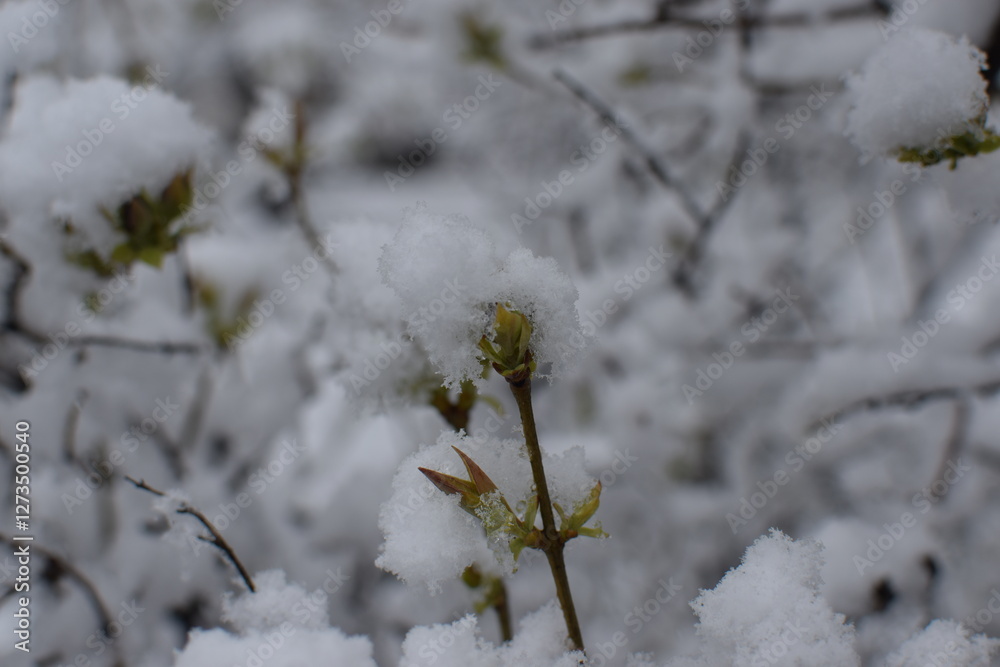 Macro of Blooming Apricot Branch Covered in Snow – Winter Meets Spring in Soft Gray Tones Macro of Blooming Apricot Branch Covered in Snow – Winter Meets Spring in Soft Gray Tones