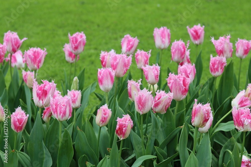 Flower bed full of pink fringed tulips in a spring garden