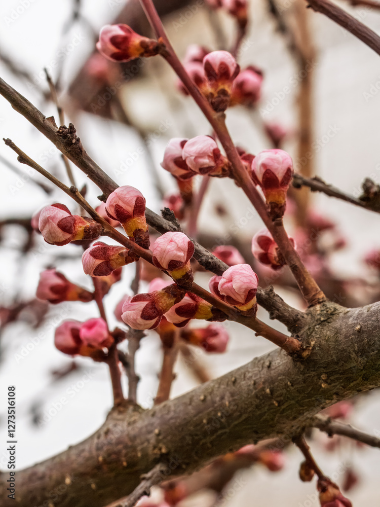 Branches of an apricot tree with pink buds Branches of an apricot tree with pink buds