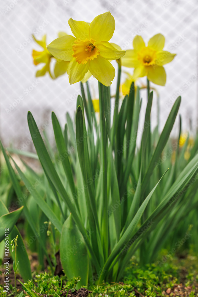 Beautiful flowers of yellow daffodils growing in the garden. Beautiful flowers of yellow daffodils growing in the garden.