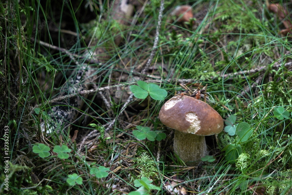wild eatable mushrooms in the forest between green grass and bushes. Sunny day, collecting wild eatable mushrooms in the forest between green grass and bushes. Sunny day, collecting