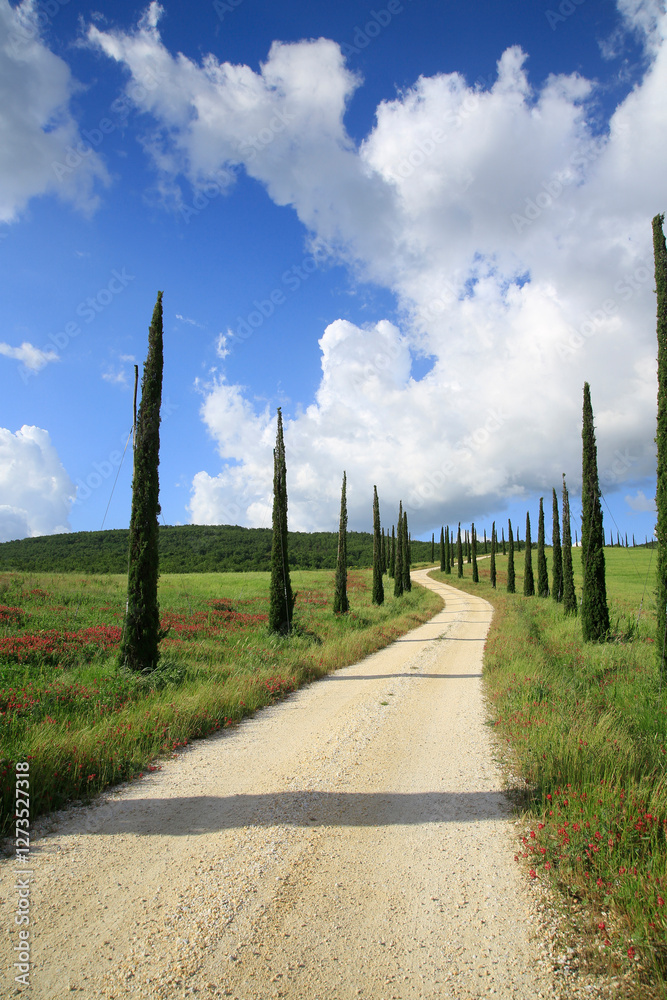 Φωτογραφία Zypressen-Allee mit Weg in der Toskana, Italien, Europa