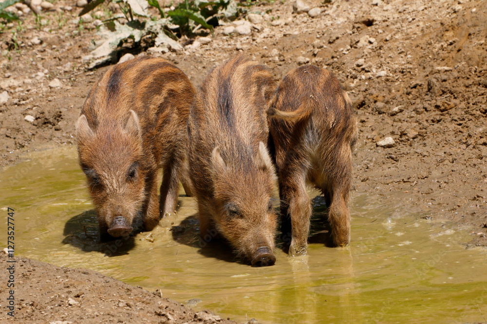 Fototapeta premium Wildschwein (Sus scrofa) drei Jungtiere trinken aus Wasserpfütze
