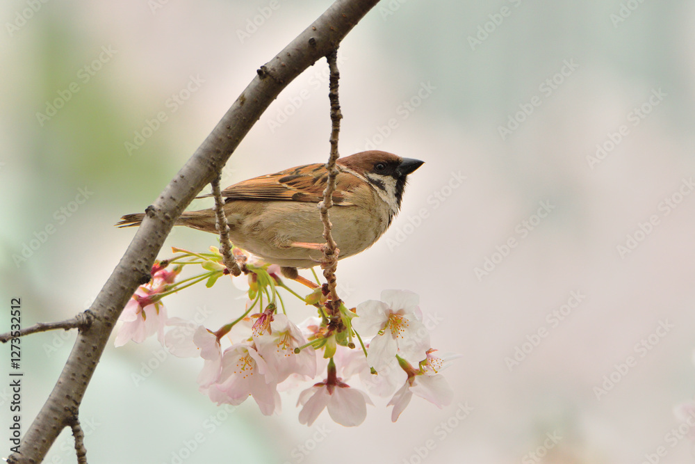 Obraz premium 桜の枝にとまるスズメ