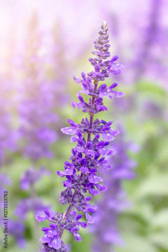 Fototapeta premium Selective focus salvia blue giant flowers in the experimental plant plot green trunk and leaves bright sky