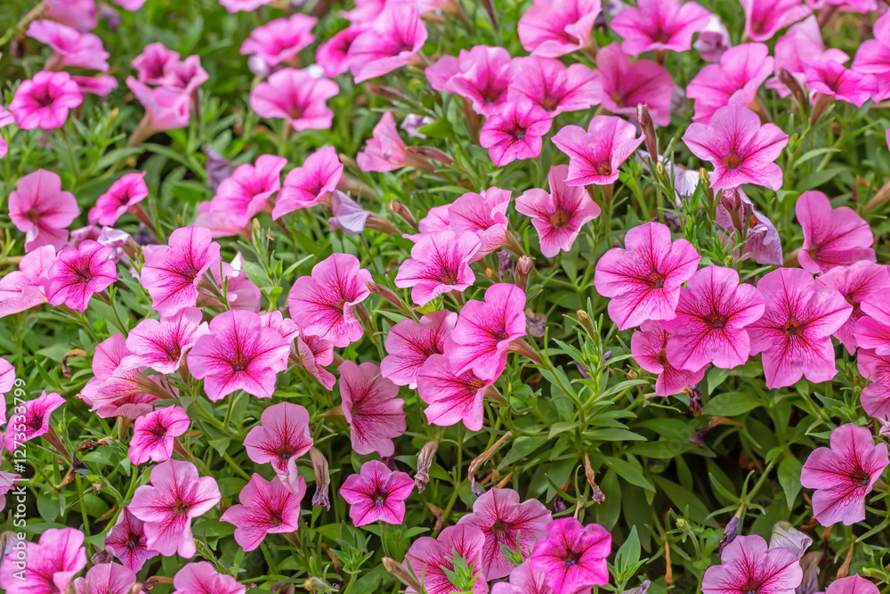 Petunia flower (Petunia Hybrida) and a bright sky Petunia flower (Petunia Hybrida) and a bright sky