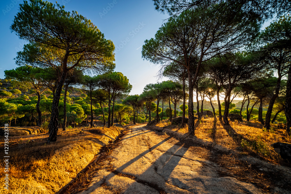 Road among the pines, early in the morning Road among the pines, early in the morning