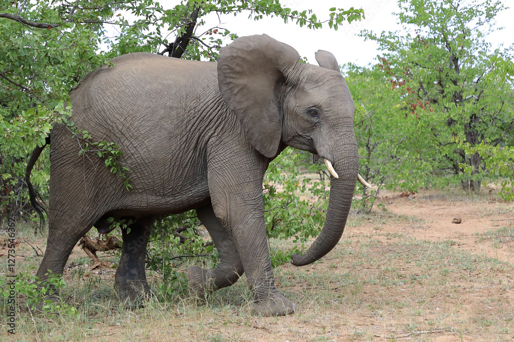 Fototapeta premium Afrikanischer Elefant / African elephant / Loxodonta africana