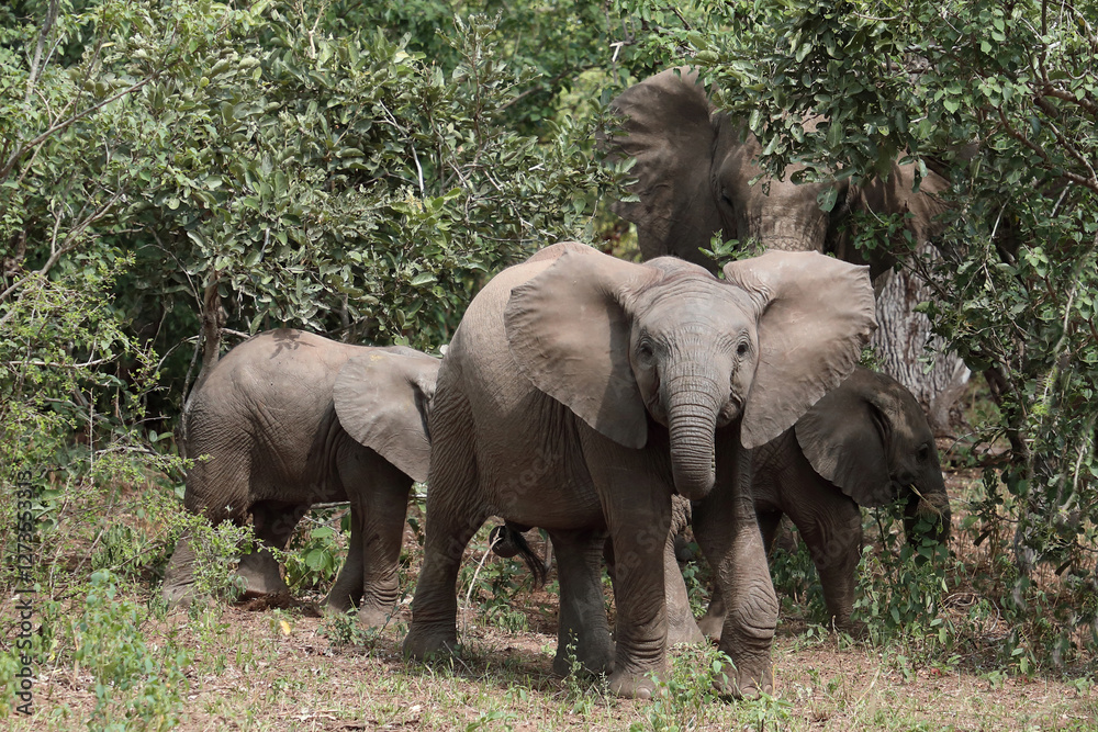 Fototapeta premium Afrikanischer Elefant / African elephant / Loxodonta africana
