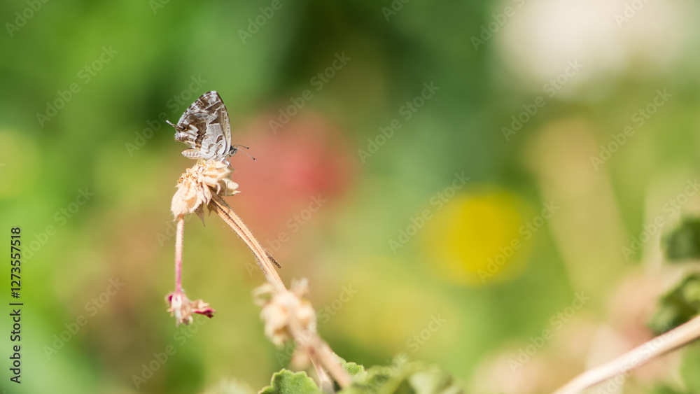 photos of butterflies from wildlife and nature photos of butterflies from wildlife and nature