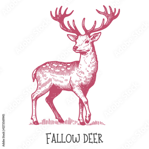 A detailed hand-drawn illustration of a fallow deer in natural surroundings