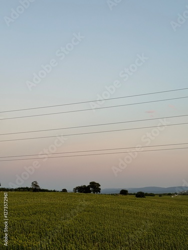 field of wheat