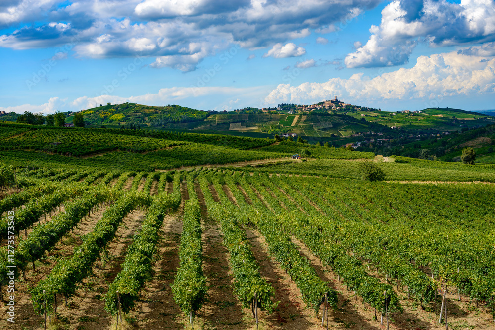Vineyards of Oltrepo Pavese at summer
