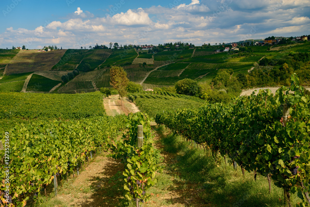 Fototapeta premium Vineyards of Oltrepo Pavese at summer