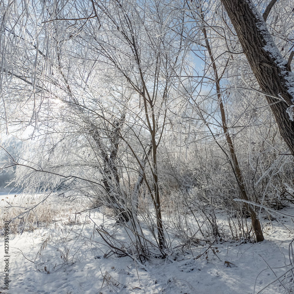winter landscape. road in snow. tall trees in frost. natural winter landscape. forest in snow. ice on branches. snow and sun. walk in winter forest. sport in nature. seasons. symbol of time. winter landscape. road in snow. tall trees in frost. natural winter landscape. forest in snow. ice on branches. snow and sun. walk in winter forest. sport in nature. seasons. symbol of time.
