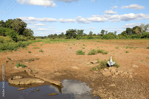 Nilkrokodil und Afrikanischer Graureiher / Nile crocodile and Grey heron / Crocodylus niloticus et Ardea cinerea photo