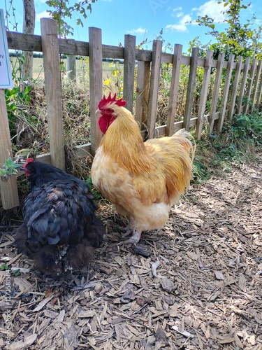 free range chickens
