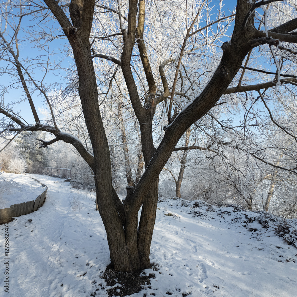 winter landscape. road in snow. tall trees in frost. natural winter landscape. forest in snow. ice on branches. snow and sun. walk in winter forest. sport in nature. seasons. symbol of time. winter landscape. road in snow. tall trees in frost. natural winter landscape. forest in snow. ice on branches. snow and sun. walk in winter forest. sport in nature. seasons. symbol of time.