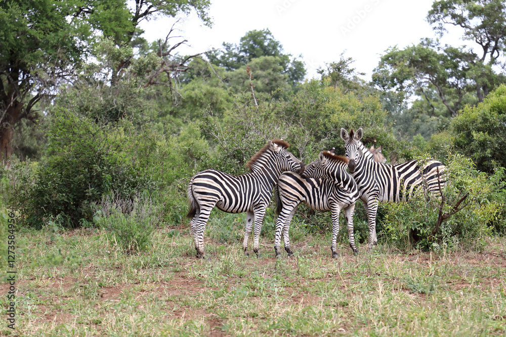 Obraz premium Steppenzebra / Burchell's zebra / Equus quagga burchellii