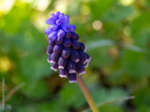muscari neglectum, nazarene in flower with green bokeh
