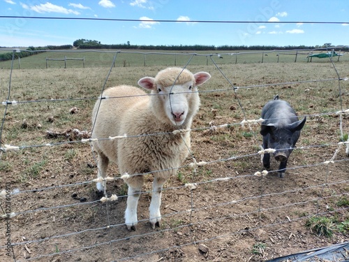 sheep in a field with pig