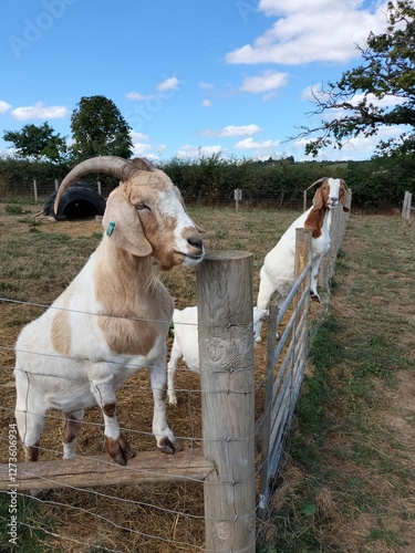 goats on the fence