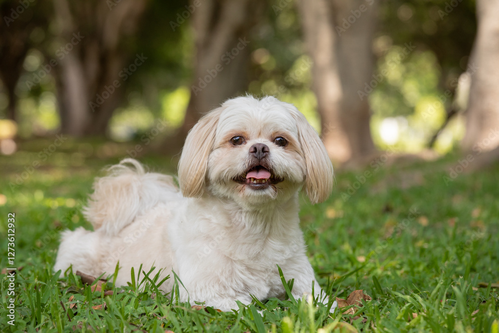 Cute white small white dog Shih Tzu dog lying on grass in the park Cute white small white dog Shih Tzu dog lying on grass in the park