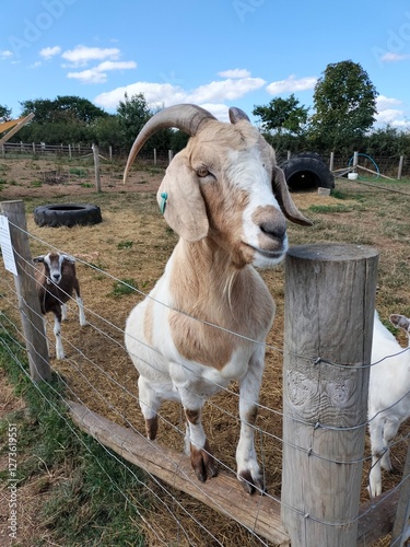 goat on the farm