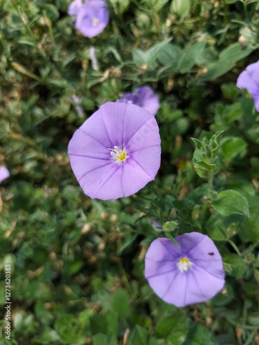 purple flower in the garden