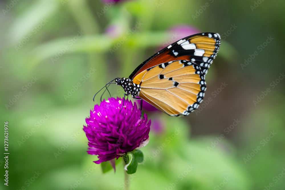 Fototapeta premium Beautiful Orange Butterfly on Vibrant Purple Flower, Close-Up Macro
