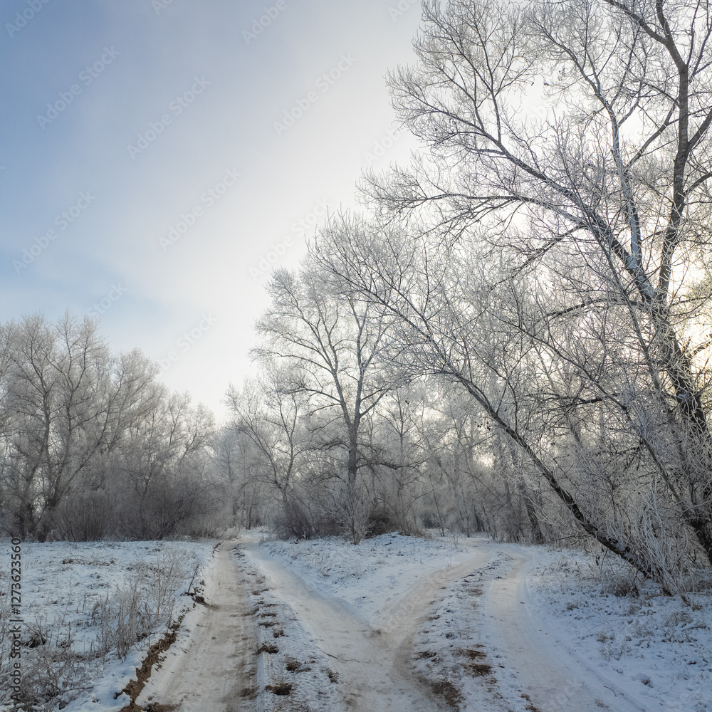 winter landscape. road in snow. tall trees in frost. natural winter landscape. forest in snow. ice on branches. snow and sun. walk in winter forest. sport in nature. seasons. symbol of time.