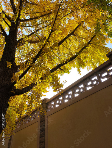 Diaoyutai Ginkgo Avenue in Beijing during autumn session. photo