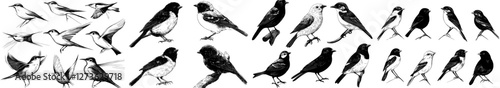 Modern hand drawn realistic sketch featuring great tit, woodpecker, robin, swallow, and other birds