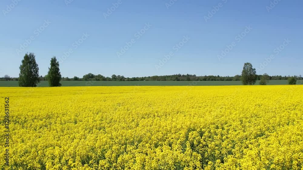 Sunny Yellow Flower Field Under Clear Blue Sky with Green Tree Surrounds Sunny Yellow Flower Field Under Clear Blue Sky with Green Tree Surrounds